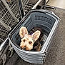 Pepper is registered to the contest to win money with this photo: animal, basket, carpet, container, curious, cute, dog, ears, floor, gray, indoor, leash, looking_up, metal, pet, shopping, shopping_basket, shopping_cart, small_dog, store