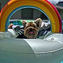 Pepper joined the competition — help win amazing prizes! animal, blue_sky, canine, clouds, cute, dog, ears_up, happy, inflatable_float, outdoor, pet, pool, rainbow, relaxing, summer, sunny_day, swimming_pool, tongue_out, vacation, water