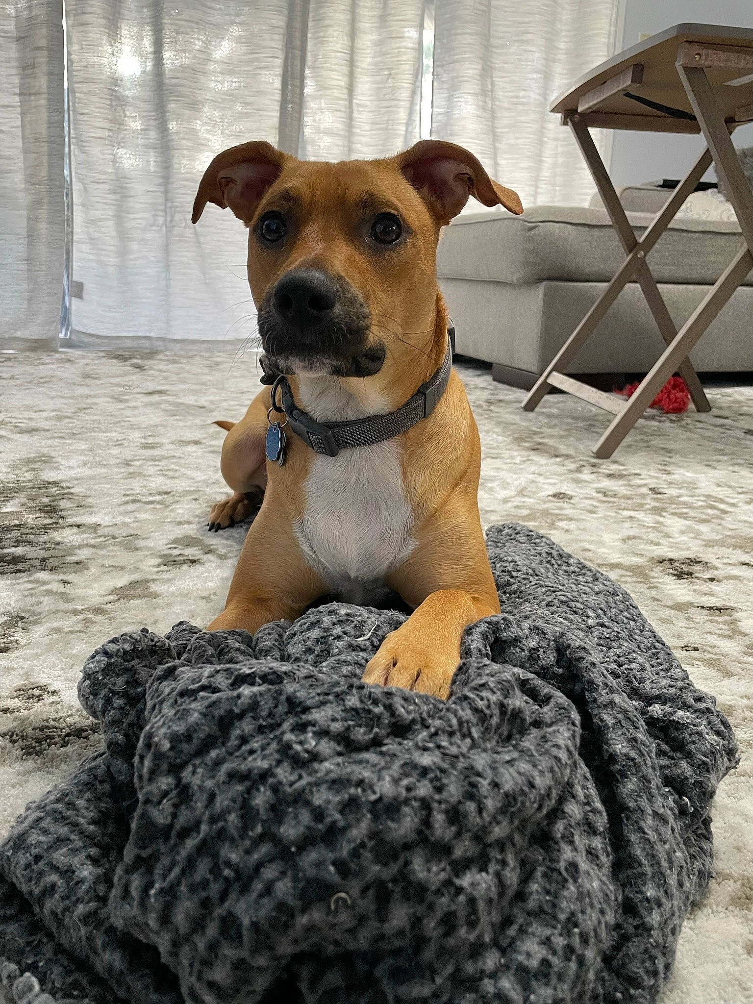 Artemis is registered to the contest to win money with this photo: ancient_dog_breeds, canidae, carnivore, collar, companion_dog, dog, dog_breed, dog_collar, dog_supply, fawn, fur, guard_dog, non_sporting_group, pet_supply, sporting_group, stool, terrier, whiskers, working_animal, working_dog