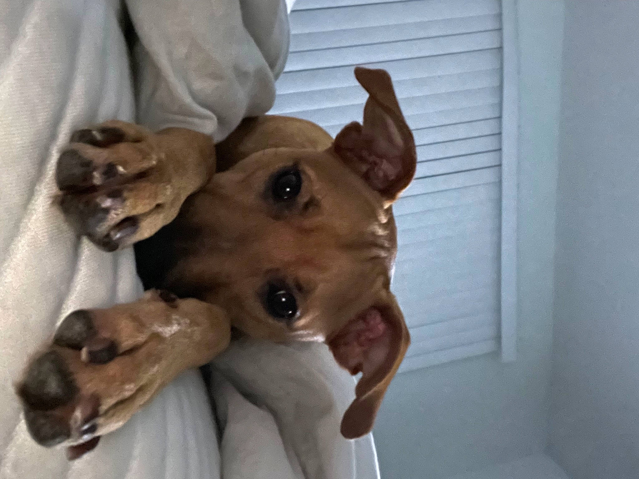 Artemis is registered to the contest to win money with this photo: canidae, carnivore, collar, companion_dog, dog, dog_breed, dog_collar, dog_supply, ear, fawn, fur, gesture, head, jaw, liver, paw, snout, sporting_group, whiskers, working_animal