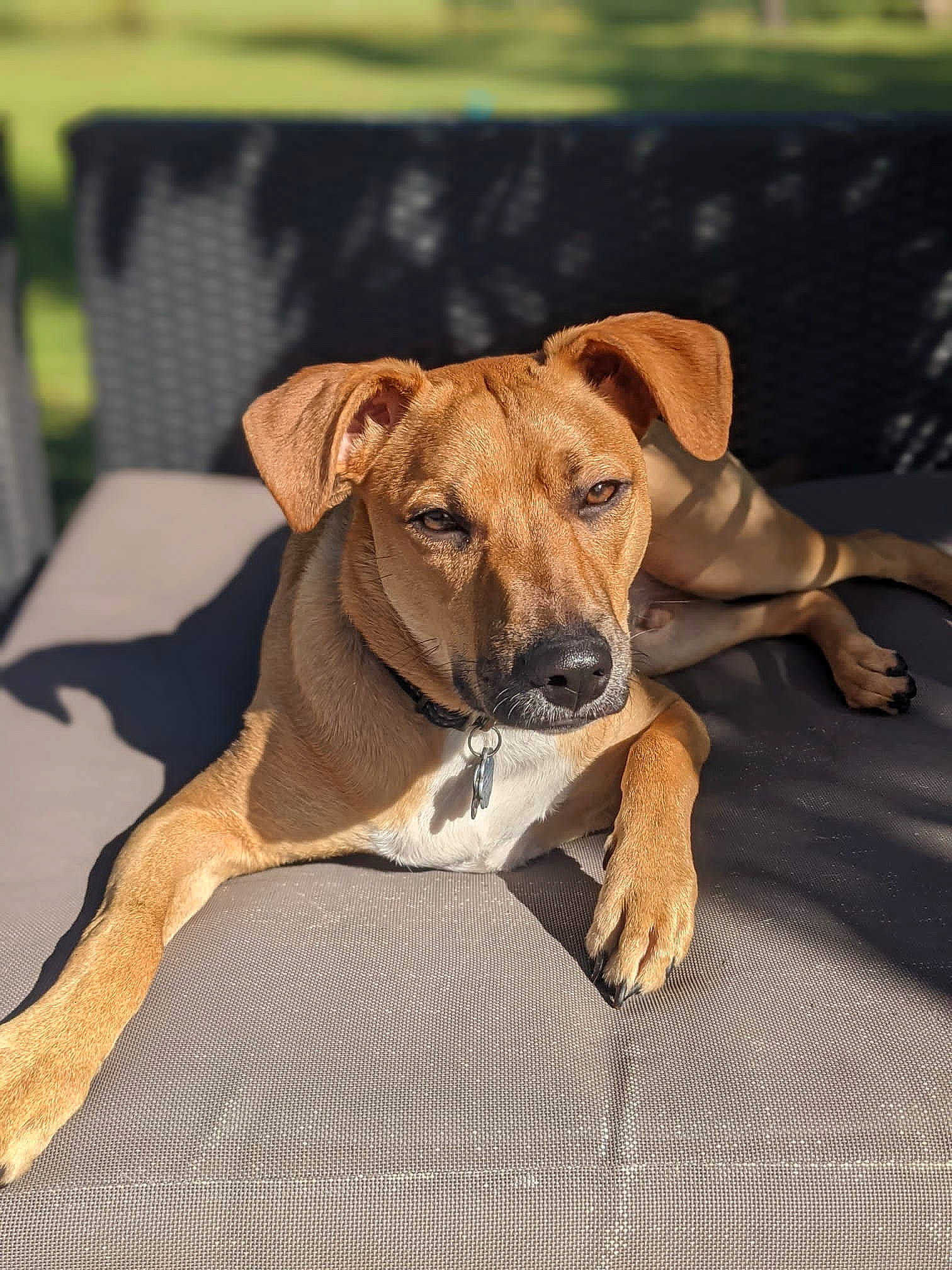 Artemis is registered to the contest to win money with this photo: canidae, carnivore, chair, collar, comfort, companion_dog, dog, dog_breed, dog_collar, dog_supply, fawn, hardwood, paw, pet_supply, sporting_group, tail, terrestrial_animal, wood, working_animal