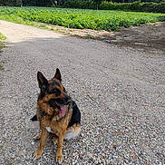 Moly a rejoint le concours — aidez-le/la à gagner de superbes lots ! animal, canine, cloud, daytime, dog, fur, german_shepherd, gravel, greenery, landscape, nature, outdoor, path, pet, rural, sitting, sky, sunlight, tongue_out, trees