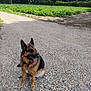 animal, canine, cloud, daytime, dog, fur, german_shepherd, gravel, greenery, landscape, nature, outdoor, path, pet, rural, sitting, sky, sunlight, tongue_out, trees