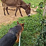 Moly participe au concours pour gagner de l'argent avec cette photo : animal, canine, car, cattle, colthorse, countryside, cow, dog, donkey, field, grassland, grazing, horse, livestock, nature, outdoors, person, pet, transportation, vehicle