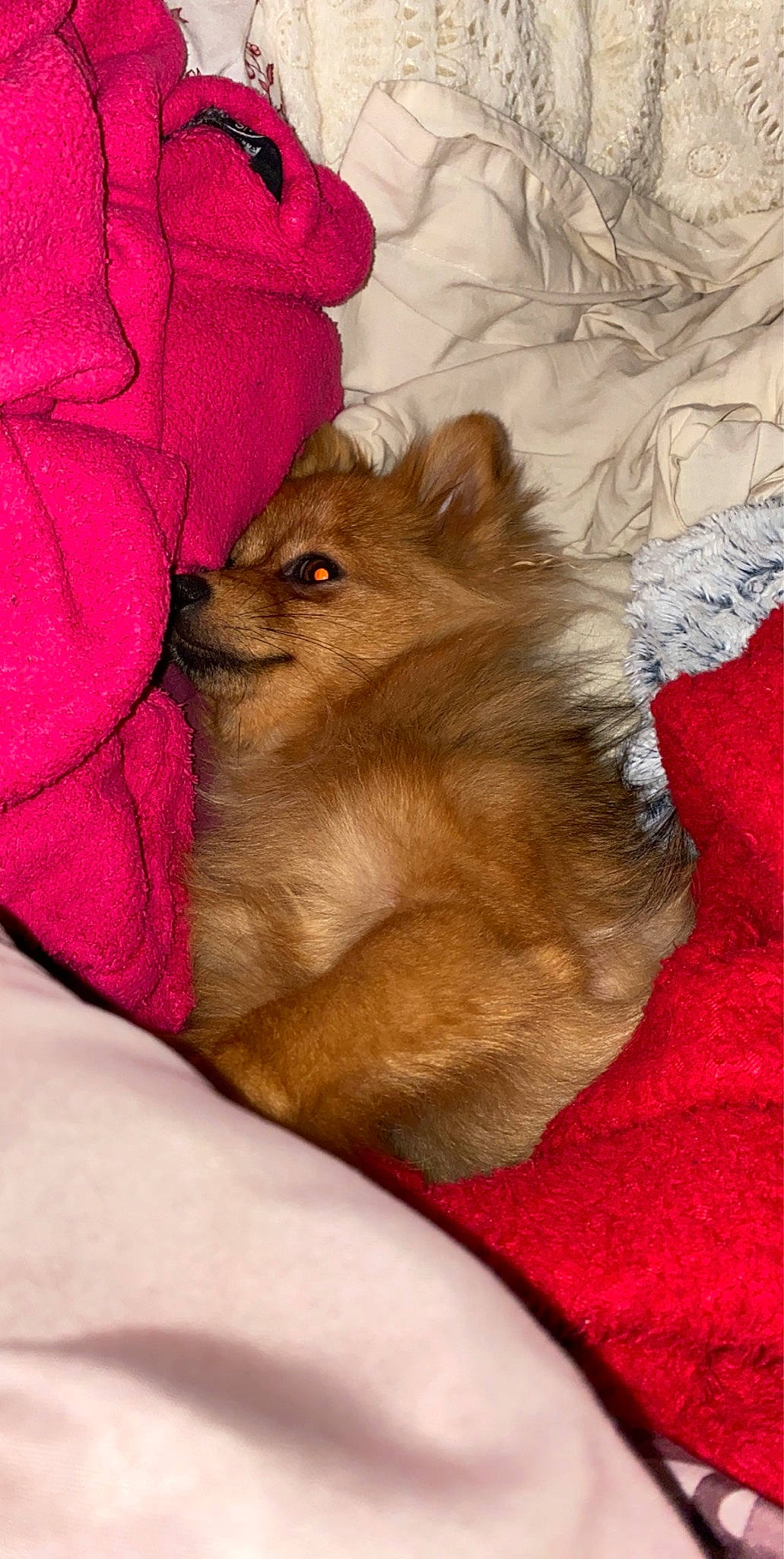 Nara a rejoint le concours — aidez-le/la à gagner de superbes lots ! canidae, carnivore, dog, dog_breed, fawn, fur, german_spitz, mammal, pomeranian, spitz, vertebrate, whiskers