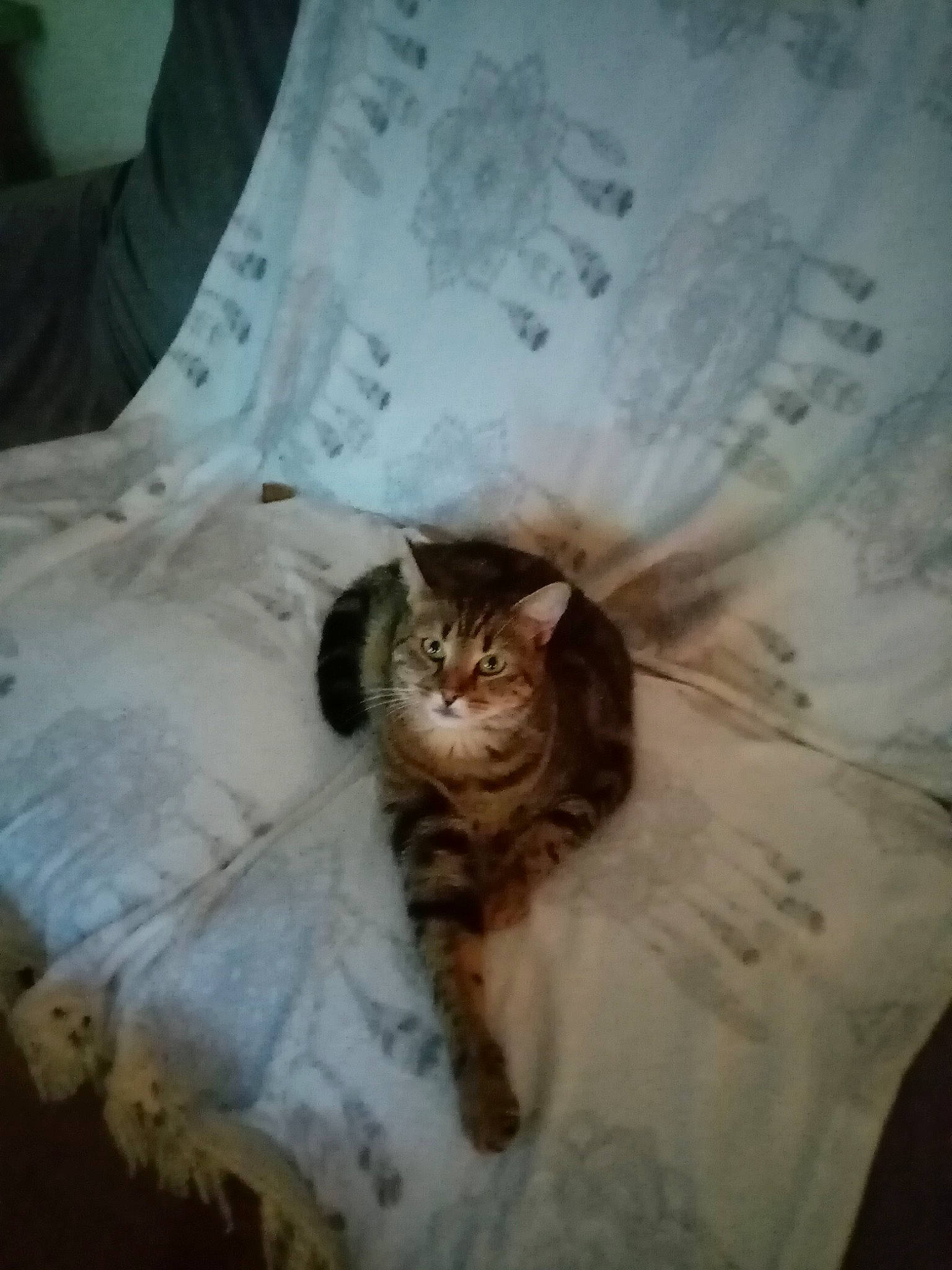 Caline a rejoint le concours — aidez-le/la à gagner de superbes lots ! bed, bedding, carnivore, cat, comfort, domestic_short_haired_cat, door, fawn, felidae, fur, linens, paw, plant, room, sleeve, small_to_medium_sized_cats, tail, textile, whiskers, wood