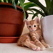 Rouky a rejoint le concours — aidez-le/la à gagner de superbes lots ! animal, candle_holder, cat, curious, cute, decor, feline, flowerpot, glass, houseplant, indoor, kitten, orange_tabby, pet, plant, potted_plant, relaxed, small, white_surface, young