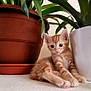 animal, candle_holder, cat, curious, cute, decor, feline, flowerpot, glass, houseplant, indoor, kitten, orange_tabby, pet, plant, potted_plant, relaxed, small, white_surface, young