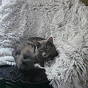 Nanook is registered to the contest to win money with this photo: bedding, cat, chair, cozy, faux_fur, feline, fluffy_blanket, fur, gray_cat, green_eyes, household, indoor, nap, pet, portrait, relaxed, soft_texture, tail_motion, whiskers, window_curtain