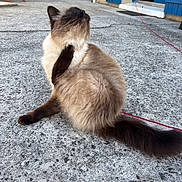 Luna a rejoint le concours — aidez-le/la à gagner de superbes lots ! cat, siamese_cat, scratching, outdoor, concrete, patio, feline, fluffy, tail, whiskers, closed_eyes, blue_door, wooden_chair, house, daylight, relaxed, pet, animal, garden, scratching_ear