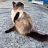 cat, siamese_cat, scratching, outdoor, concrete, patio, feline, fluffy, tail, whiskers, closed_eyes, blue_door, wooden_chair, house, daylight, relaxed, pet, animal, garden, scratching_ear