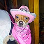 dog, small_dog, pet, costume, hat, cowboy_hat, bandana, pink, indoor, door, wood, animal, cute, portrait, face, paw, pet_accessory, fashion, closeup, held