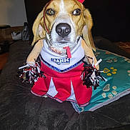 Skye is registered to the contest to win money with this photo: accessory, animal, bed, blanket, cheerleader, clothing, costume, cute, dog, domestic, expression, face, funny, fur, indoor, pet, pom_poms, portrait, red_bow, sitting