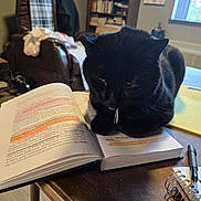 Midnight joined the competition — help win amazing prizes! black_cat, cat, book, reading, table, pen, notebook, chair, bookshelf, window, room, indoor, furniture, highlighted_text, study, pet, domestic_animal, cozy, relaxation, curious