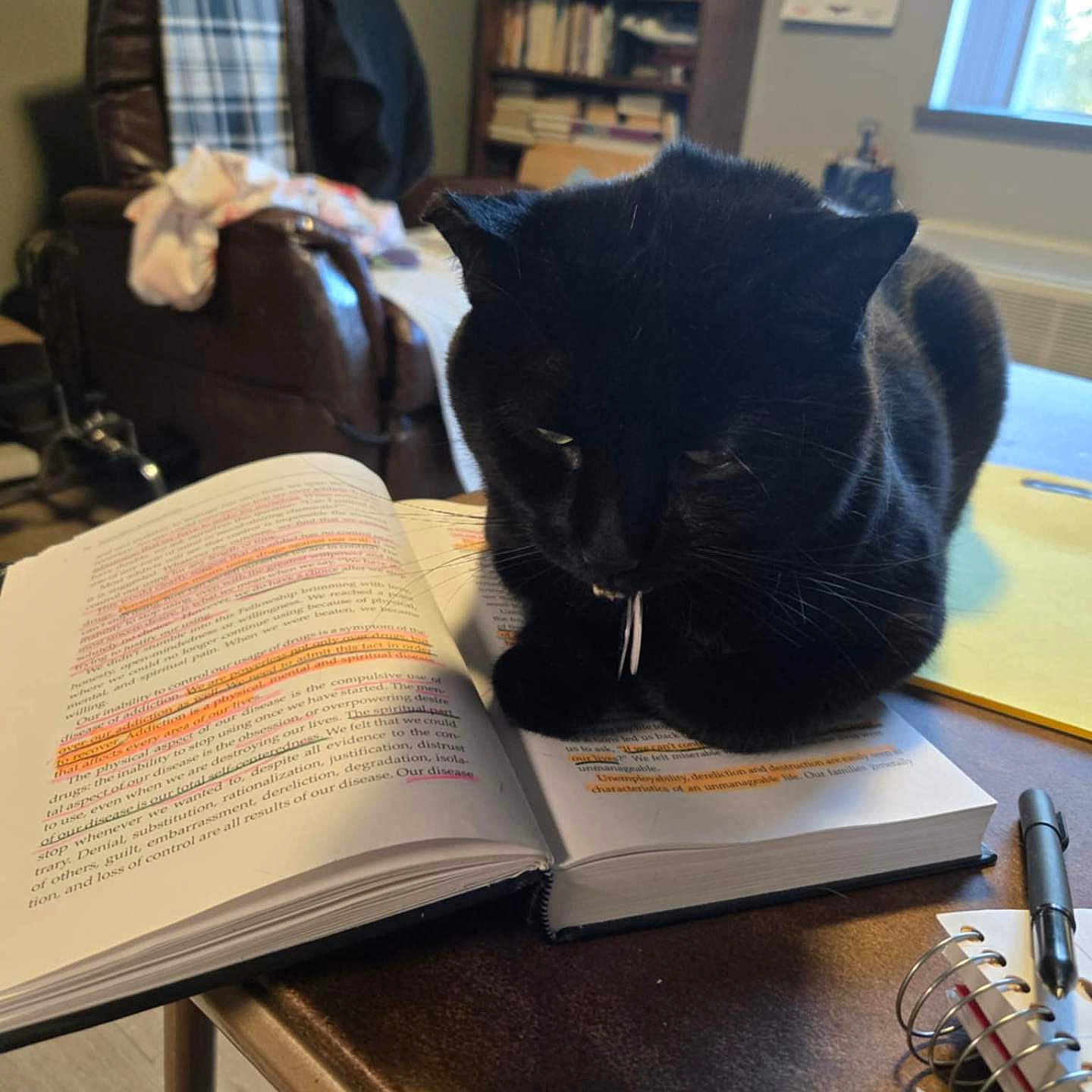 Midnight joined the competition — help win amazing prizes! black_cat, book, bookshelf, cat, chair, cozy, curious, domestic_animal, furniture, highlighted_text, indoor, notebook, pen, pet, reading, relaxation, room, study, table, window