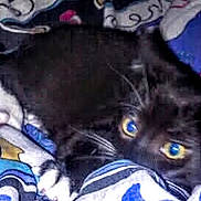 Mittens joined the competition — help win amazing prizes! cat, black_cat, animal, pet, fabric, pattern, colorful, textile, eyes, whiskers, indoor, cute, feline, resting, soft, cozy, blurred, closeup, background, comfort
