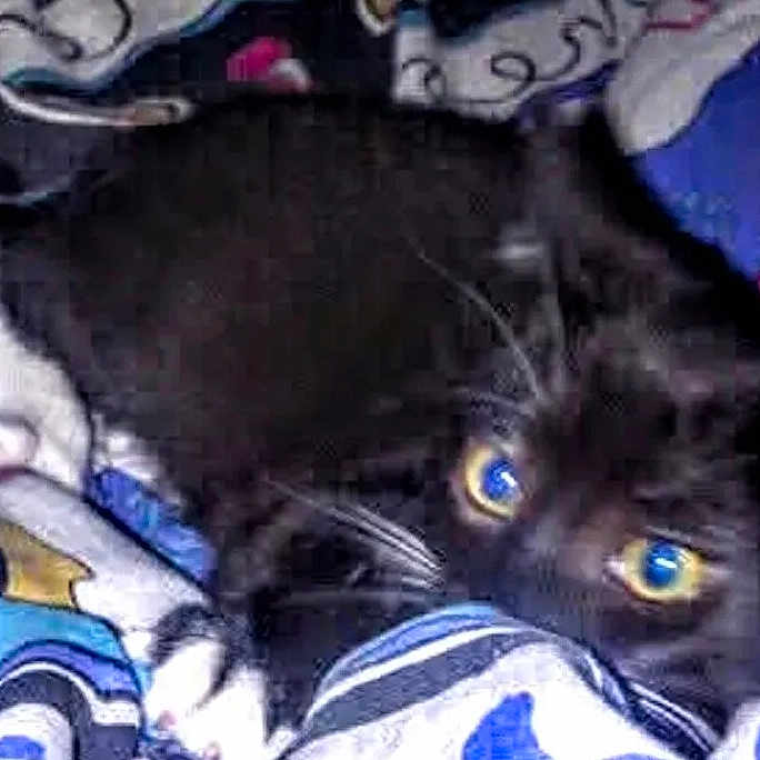 Mittens