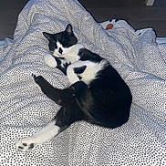Rocket a rejoint le concours — aidez-le/la à gagner de superbes lots ! cat, sleeping, indoor, blanket, polka_dots, black_and_white, pet, feline, cozy, resting, fur, animal, bedroom, soft, comfort, nap, domestic, cute, relaxed, whiskers