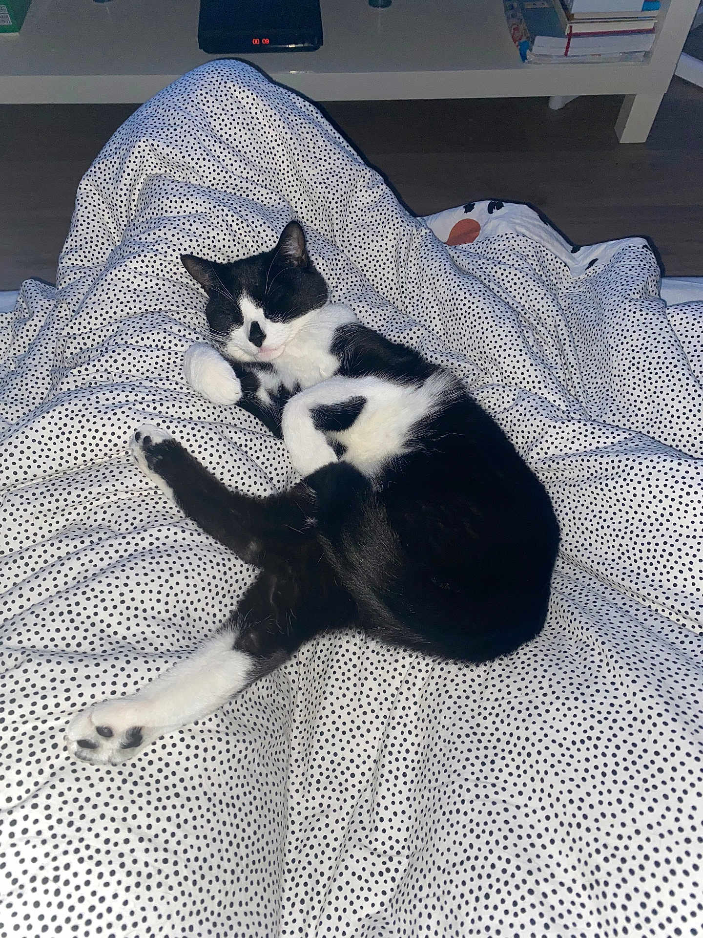 Rocket a rejoint le concours — aidez-le/la à gagner de superbes lots ! cat, sleeping, indoor, blanket, polka_dots, black_and_white, pet, feline, cozy, resting, fur, animal, bedroom, soft, comfort, nap, domestic, cute, relaxed, whiskers