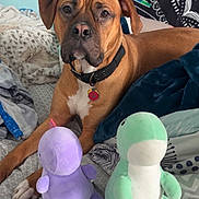 Zane joined the competition — help win amazing prizes! dog, bed, blanket, plush_toy, dinosaur_toy, indoor, cozy, brown_dog, collar, pet, stuffed_animal, fabric, furniture, comfort, resting, cute, animal, toy, home, relaxing