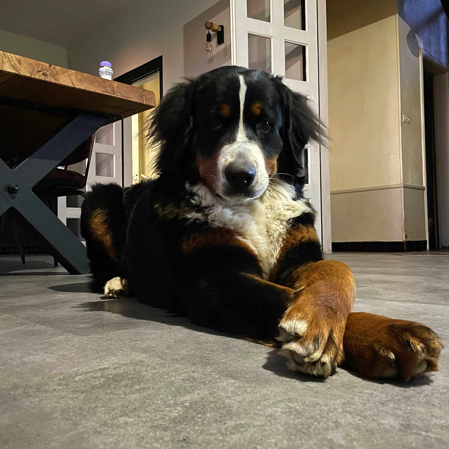Viva participe au concours pour gagner de l'argent avec cette photo : animal, appenzeller, architecture, building, canine, cockerspaniel, dog, door, furniture, hardwood, hound, indoors, interiordesign, outdoors, pet, plywood, puppy, shelf, shelter, wood