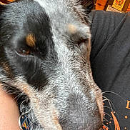 Posey joined the competition — help win amazing prizes! dog, close_up, black_and_white, speckled_fur, large_nose, sleepy, side_eye, portrait, pet, canine, collar, tag, whiskers, floppy_ears, indoor, warm_lighting, human_lap, dark_clothing, wood_paneling, funny_expression