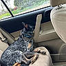 Posey is registered to the contest to win money with this photo: dog, pet, canine, black_and_tan, sitting, lying_down, car, passenger_seat, vehicle, interior, seatbelt, collar, chain_collar, window, outdoor, trees, grass, relaxed, animal, photography