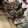 Posey is registered to the contest to win money with this photo: dog, canine, pet, pointy_ears, blue_heeler, lying_down, resting, blanket, brown_blanket, patterned_blanket, indoor, wood_floor, home, cozy, side_eye, animal_portrait, fur, black_and_tan, relaxed, household_objects