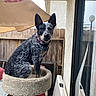 alert, australian_cattle_dog, black_and_white_fur, blue_heeler, cat_tree, collar, dog, furniture, home, outdoor, patio, pet_bed, pointed_ears, portrait, reflection, sitting, spotted_fur, umbrella, window, wooden_fence