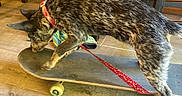 Posey joined the competition — help win amazing prizes! dog, canine, skateboard, skateboarding, leash, collar, brown_and_black, standing, indoors, wooden_floor, wood_paneling, chair, pet, animal, athletic, balancing, playful, funny, closeup, photography