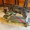 animal, athletic, balancing, brown_and_black, canine, chair, closeup, collar, dog, funny, indoors, leash, pet, photography, playful, skateboard, skateboarding, standing, wood_paneling, wooden_floor