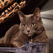 Spunky joined the competition — help win amazing prizes! animal, cat, cat_tree, close_up, collar, cozy, domestic_cat, feline, fur, furniture, gray_cat, indoor, leopard_print, looking_away, mammal, pet, relaxed, resting, whiskers, yellow_eyes