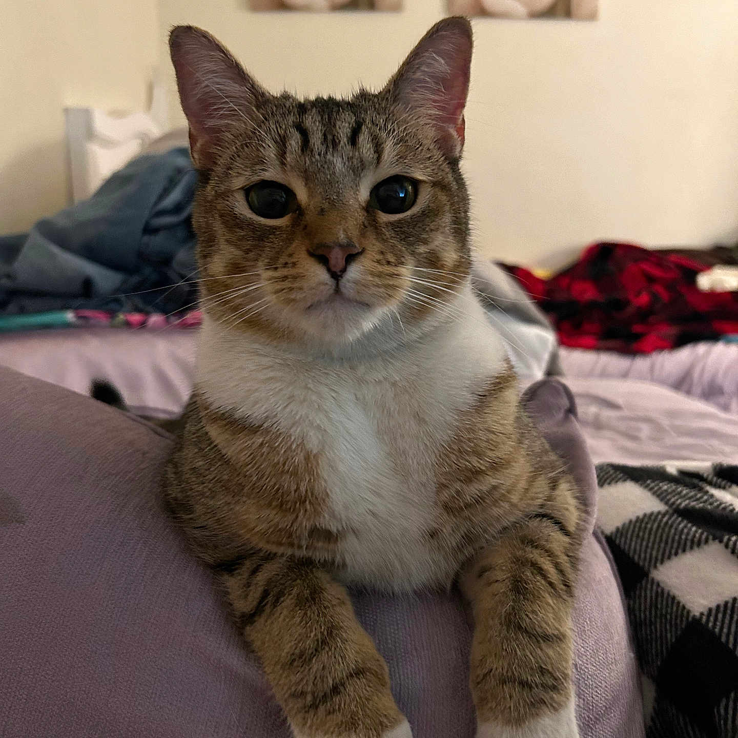 Bravo joined the competition — help win amazing prizes! abyssinian, animal, architecture, bed, bedroom, blanket, building, cat, couch, cushion, furniture, homedecor, indoors, kitten, linen, manx, pet, quilt, room, siamese