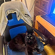 Rocky is registered to the contest to win money with this photo: cat, black_cat, chair, office_chair, cushion, jacket, indoor, furniture, wooden_dresser, laptop, clock, electronics, carpet, pet, animal, relaxing, looking_at_camera, cozy, home_office, domestic