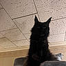 Rocky joined the competition — help win amazing prizes! black_cat, cat_tree, indoor, pet, feline, tufted_ears, silhouette, ceiling, wallpaper, furniture, mammal, domestic_animal, animal, portrait, looking_up, fluffy, pet_indoor, resting, quiet, shadow