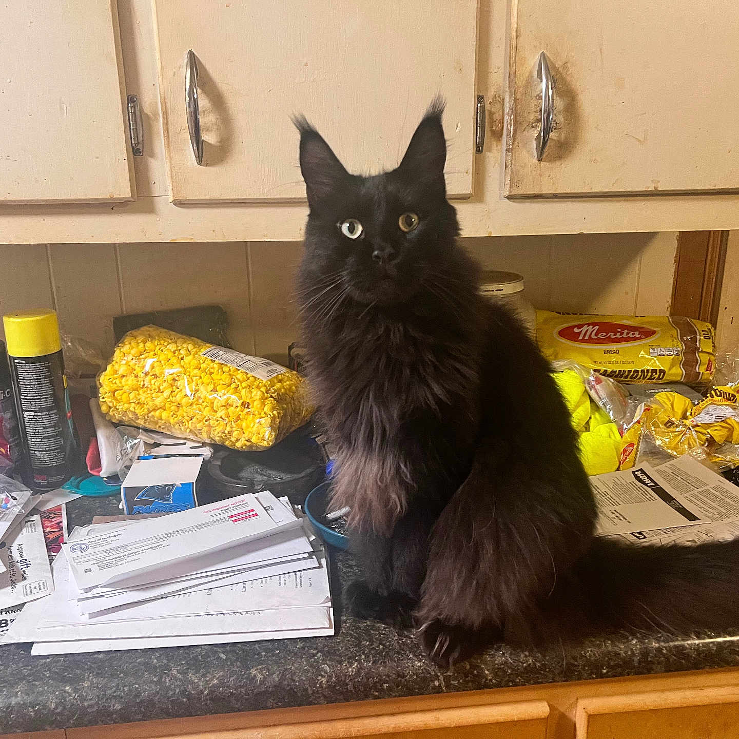 Rocky is registered to the contest to win money with this photo: animal, black_cat, bread, cabinet, cat, clutter, countertop, domestic_cat, furniture, heterochromia, household, indoor, kitchen, long_fur, papers, pet, popcorn, sitting, snacks, tail
