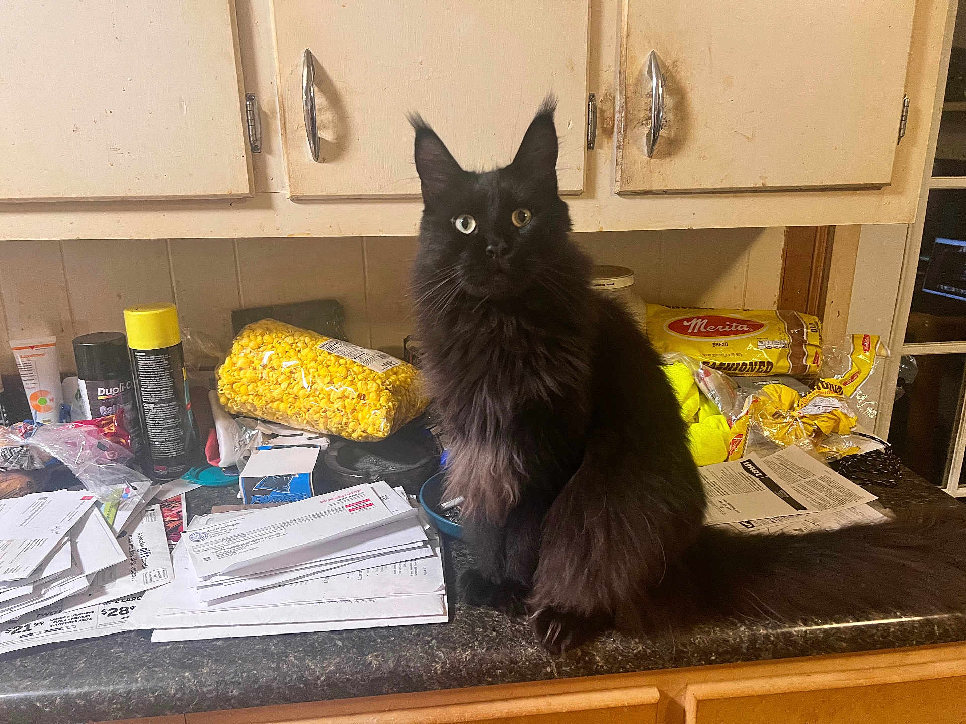 Rocky is registered to the contest to win money with this photo: cat, black_cat, heterochromia, kitchen, countertop, papers, snacks, bread, popcorn, clutter, furniture, cabinet, indoor, pet, animal, long_fur, tail, domestic_cat, sitting, household