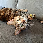 Yumi participe au concours pour gagner de l'argent avec cette photo : cat, tabby, pet, animal, whiskers, green_eyes, couch, indoor, feline, playful, fur, paw, toy, relaxed, closeup, domestic_animal, curious, soft_texture, resting, household
