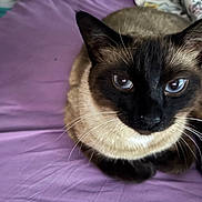 Romeo is registered to the contest to win money with this photo: cat, siamese_cat, blue_eyes, whiskers, close_up, pet, animal, feline, indoor, purple_background, fur, face, cute, domestic_cat, sitting, looking, resting, whisker, mammal, portrait