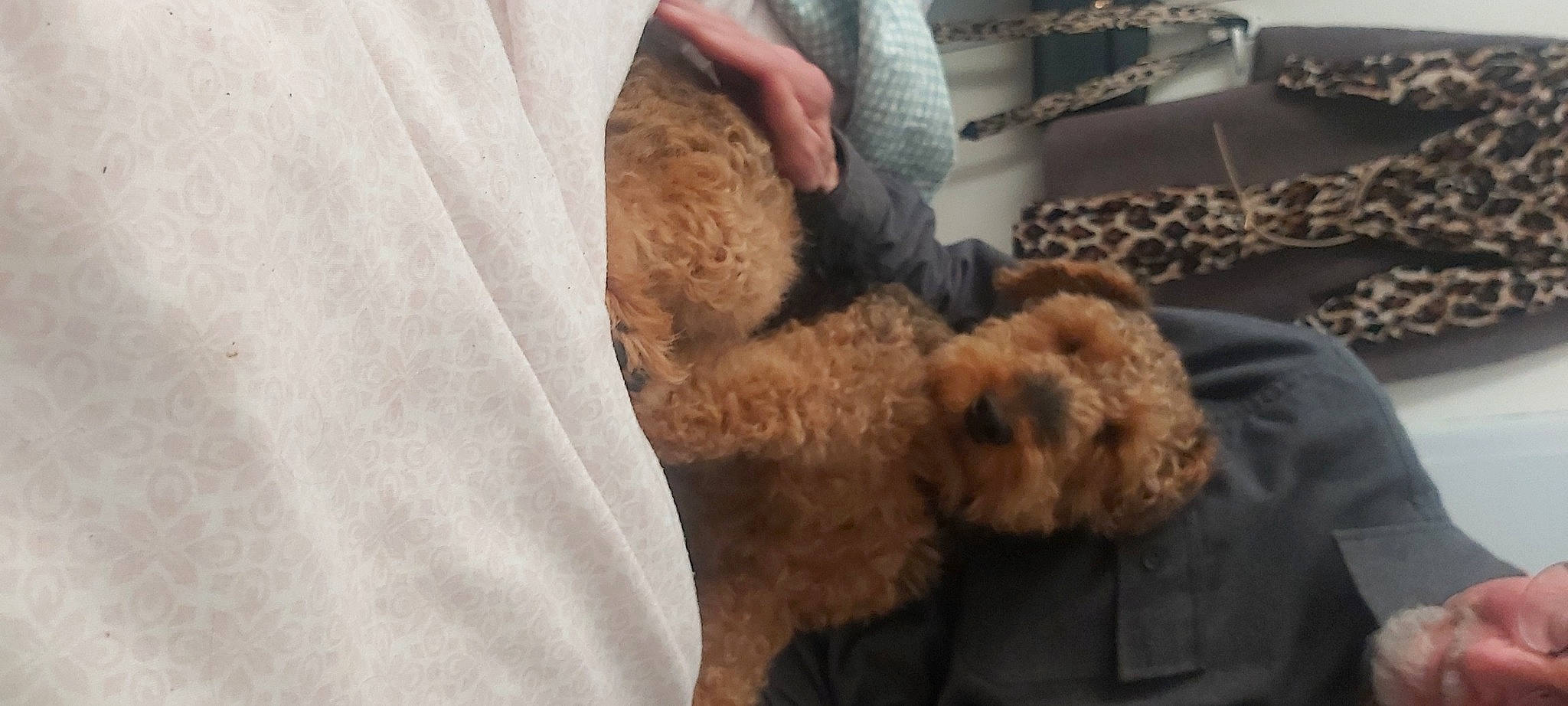 Bryn joined the competition — help win amazing prizes! canidae, carnivore, comfort, companion_dog, dog, dog_breed, fur, labradoodle, natural_material, non_sporting_group, poodle, poodle_crossbreed, sporting_group, terrier, toy, toy_dog, water_dog, working_animal