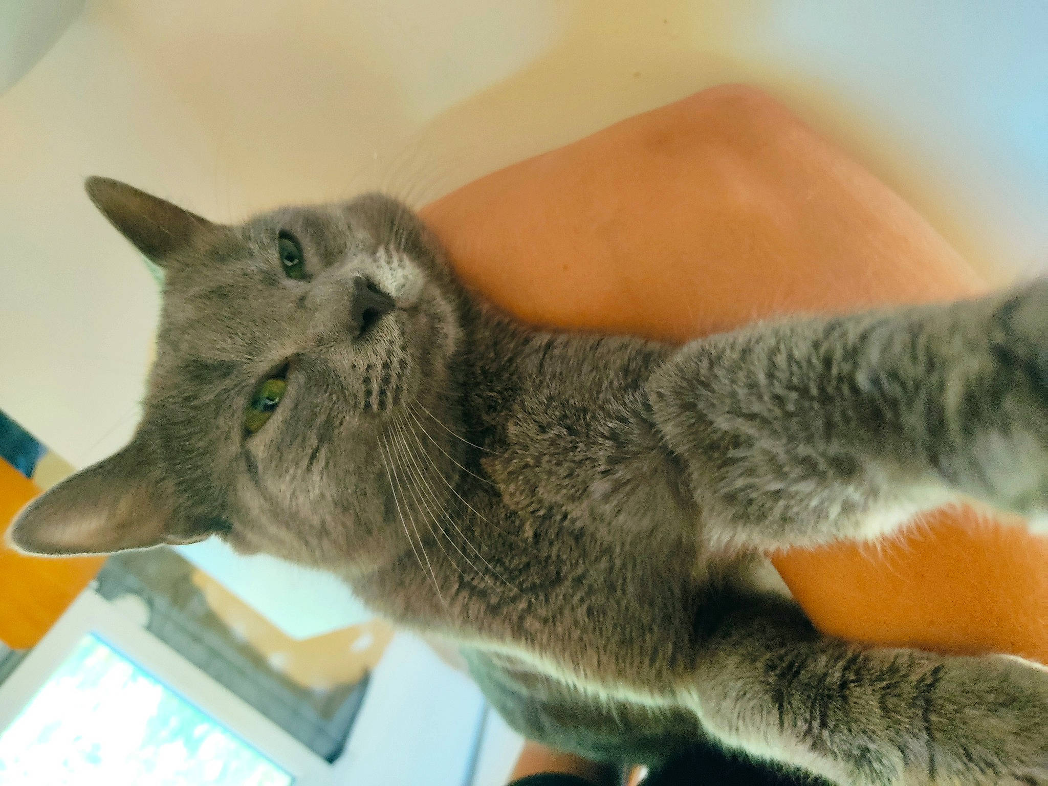 Cendre participe au concours pour gagner de l'argent avec cette photo : carnivore, cat, claw, comfort, domestic_short_haired_cat, ear, felidae, fur, gesture, grey, paw, russian_blue, small_to_medium_sized_cats, snout, tail, terrestrial_animal, whiskers, window