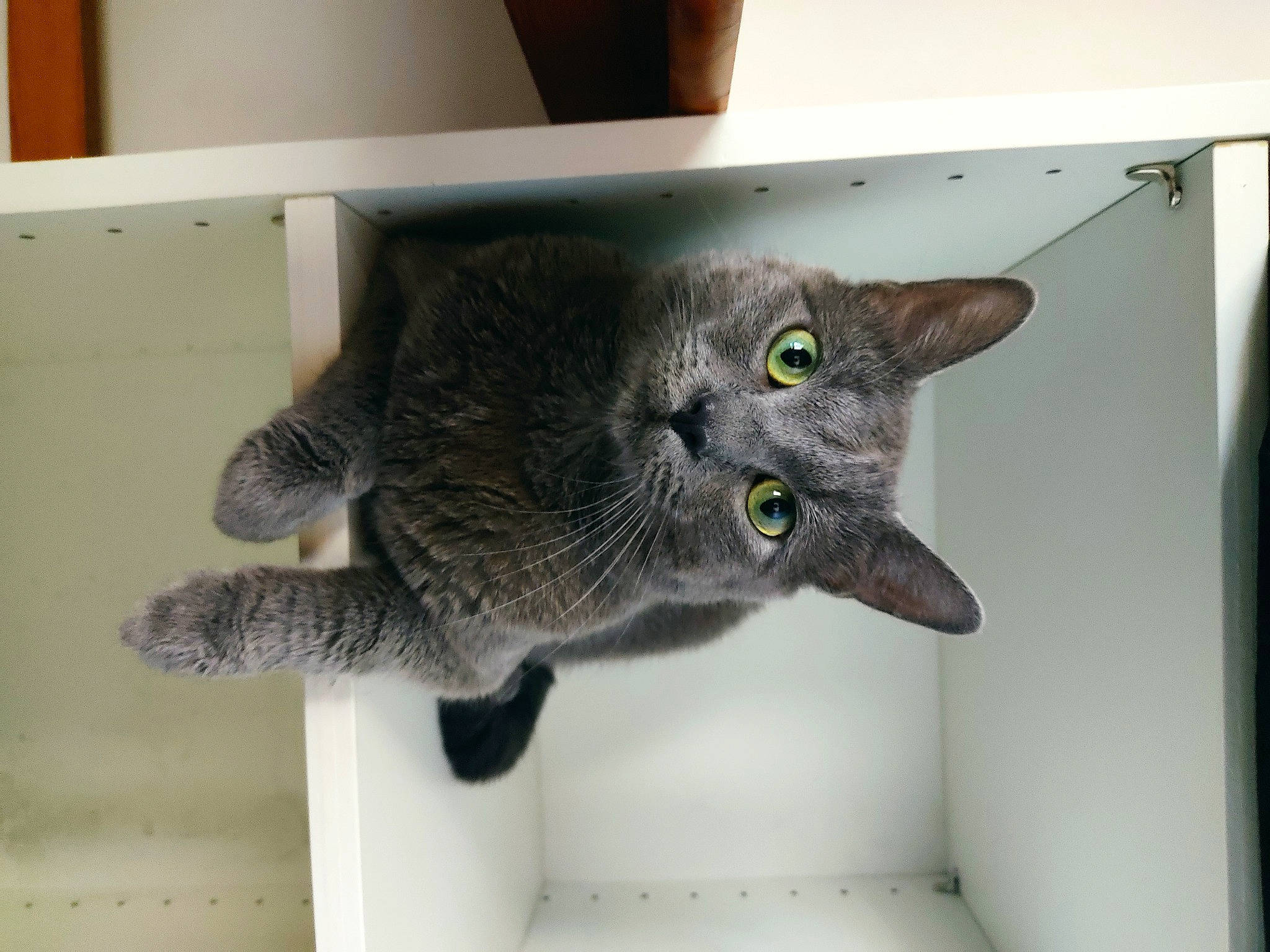 Cendre a rejoint le concours — aidez-le/la à gagner de superbes lots ! black_cat, carnivore, cat, chartreux, claw, domestic_short_haired_cat, felidae, fur, paw, pet_supply, plant, small_to_medium_sized_cats, snout, tail, whiskers