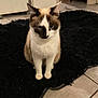 cat, siamese_cat, indoor, black_rug, floor_tiles, feline, pet, fur, animal, sitting, looking, ears, whiskers, home, quiet, calm, domestic, cute, mammal, companion
