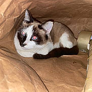 Blou participe au concours pour gagner de l'argent avec cette photo : cat, brown_paper, bag, animal, pet, feline, indoor, curious, flash, glowing_eyes, resting, white_fur, dark_markings, tail, ears, whiskers, closeup, texture, cardboard, rolls