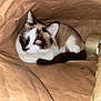 animal, bag, brown_paper, cardboard, cat, closeup, curious, dark_markings, ears, feline, flash, glowing_eyes, indoor, pet, resting, rolls, tail, texture, whiskers, white_fur