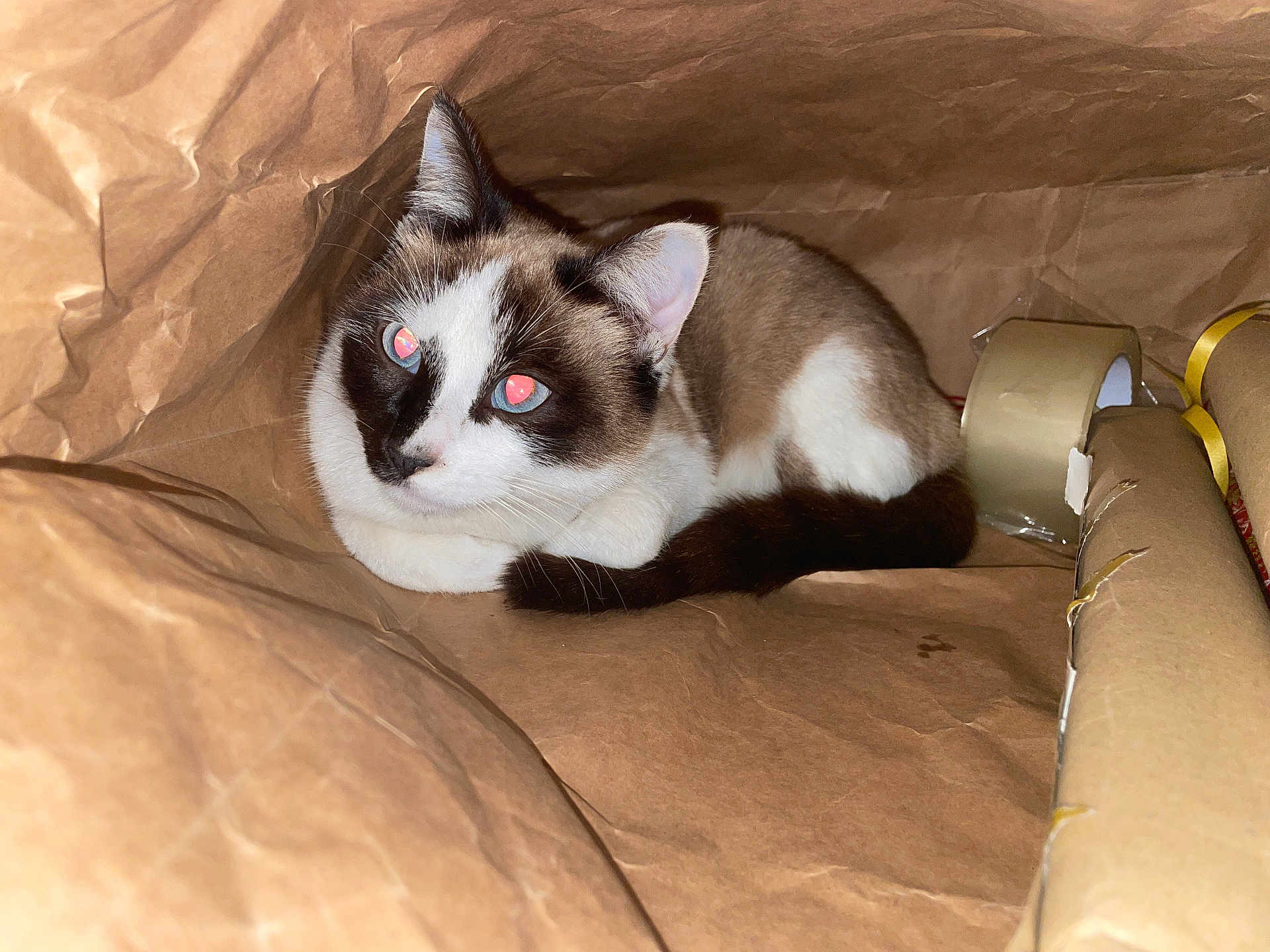 Blou participe au concours pour gagner de l'argent avec cette photo : cat, brown_paper, bag, animal, pet, feline, indoor, curious, flash, glowing_eyes, resting, white_fur, dark_markings, tail, ears, whiskers, closeup, texture, cardboard, rolls