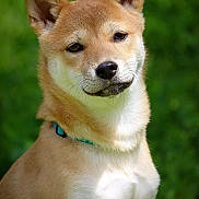 Max a rejoint le concours — aidez-le/la à gagner de superbes lots ! dog, canine, pet, animal, outdoor, greenery, fur, ears, collar, portrait, nature, cute, friendly, mammal, domestic_animal, whiskers, head, face, looking, young