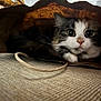 cat, calico_cat, paper_bag, bag_handle, indoor, close_up, wide_eyes, whiskers, fur, curious, peekaboo, pet, carpet, crouching, portrait, cute, brown_paper, texture, soft_lighting, playful