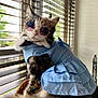 cat, calico_cat, sunglasses, blue_dress, gingham, window_blinds, window, indoor, pet, feline, long_hair, tail, whiskers, sitting, portrait, sunlight, fashion, accessory, fur, cute