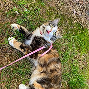 Luna is registered to the contest to win money with this photo: backyard, calico_cat, cat, closeup, collar, curious, fur, grass, green_eyes, harness, leash, lying_on_ground, moss, nature, outdoor, paws, pet, playful, tongue_out, whiskers